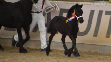 Hengstenkeuring 2021